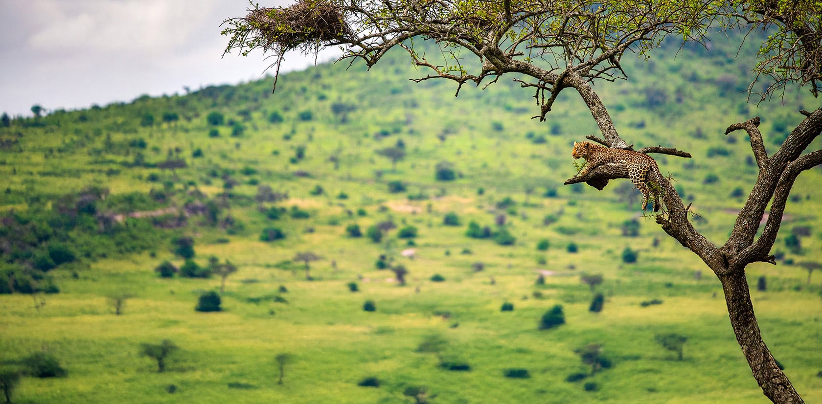 A cheetah lies stretched out on a tree branch, overlooking a vast, green savanna landscape—an iconic scene from one of Tanzania’s best parks for safari adventures.