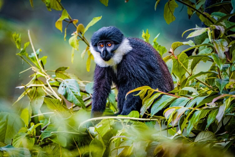 A black and white monkey with orange eyes sits among green foliage, looking toward the camera—a common sight in the best parks Rwanda has to offer.