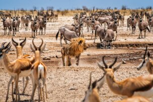 A lion stands among a large group of antelope and oryx in a dry, open savanna landscape under a clear sky—an iconic scene from one of Africa’s top destinations 2026.