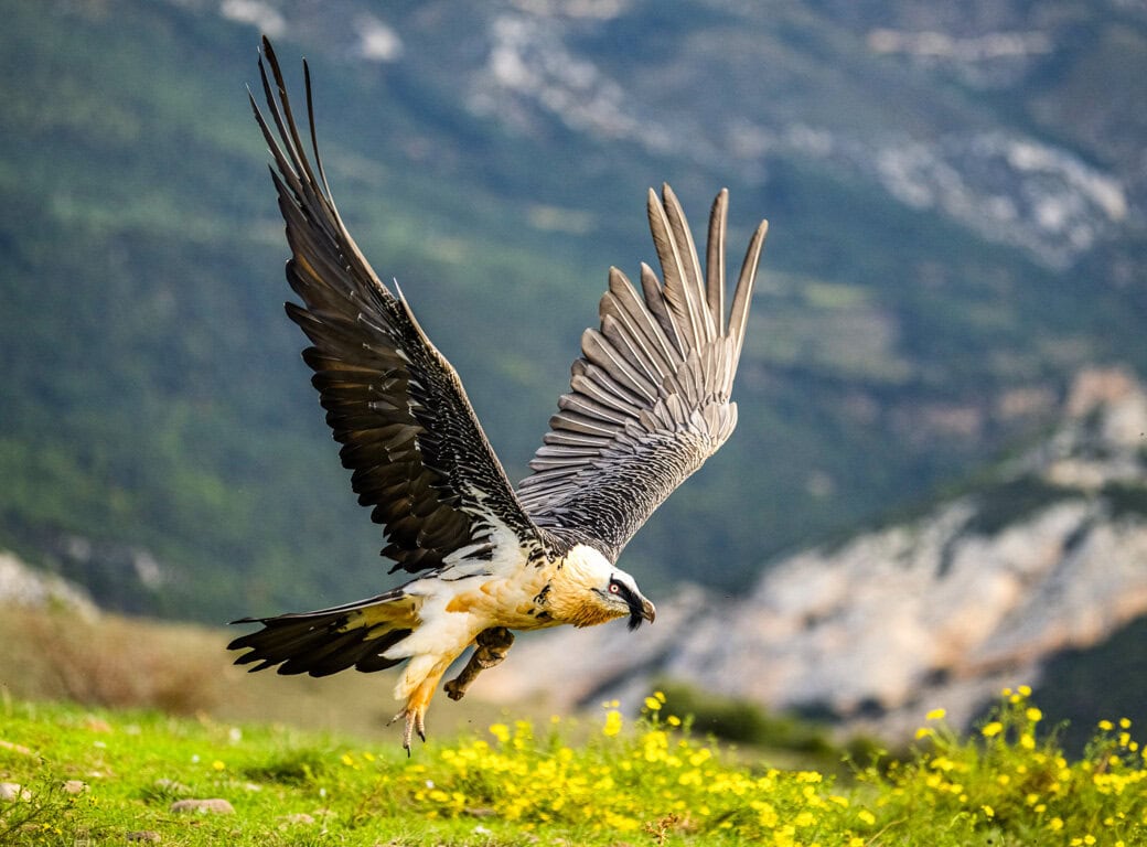 A large bearded vulture with outstretched wings takes flight from a grassy area with yellow flowers, mountains in the background—a striking symbol of community and conservation in nature.