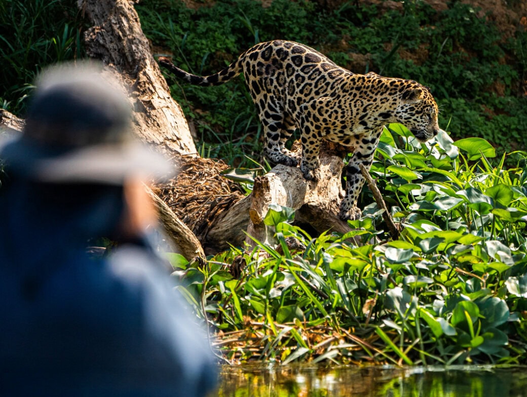 A jaguar steps over a fallen log near water plants in the Brazil Pantanal while an expert guide in a blue shirt and hat observes from the foreground.