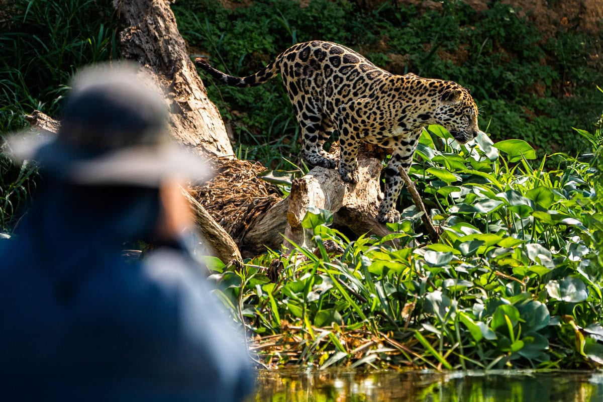 PANTANAL ピステ The Pantanal, Brazil: What to Expect on a Guided Wildlife Tour
