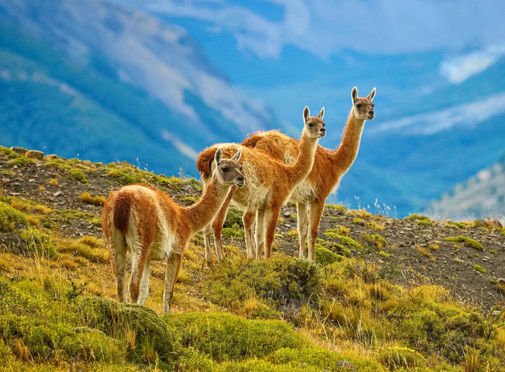 Four guanacos stand on a grassy hillside with mountains and forest in the background, highlighting the importance of community and conservation in preserving their natural habitat.