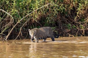A jaguar walks through shallow water near a riverbank, surrounded by dense green vegetation—an unforgettable moment when spotting wild jaguars in the Pantanal, Brazil.