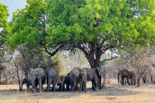 A group of elephants, including adults and calves, stand together under a large leafy tree for shade in Zambia’s dry, grassy landscape—an unforgettable sight often experienced on Walking Safaris in Zambia.