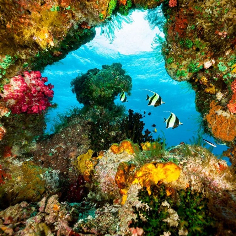 Colorful coral reef arch frames blue ocean water with three black-and-white fish swimming; vibrant corals and marine life make this a perfect Raja Ampat snorkeling or scuba diving scene.