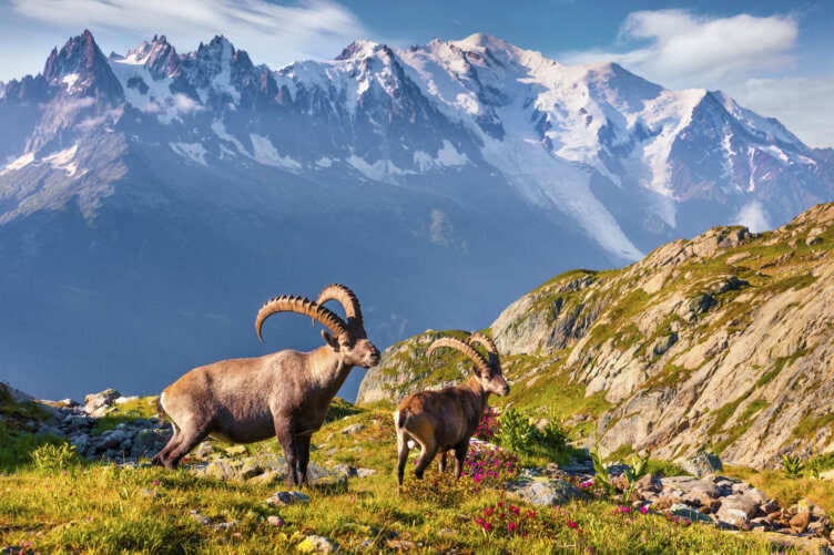 Two Alpine ibex stand on a grassy, rocky slope dotted with wildflowers along the famed hiking Tour du Mont Blanc, set against snow-capped mountains and a clear blue sky.