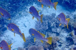 A group of yellow and blue striped fish with spotted tails swim near coral reefs in the clear blue water of Raja Ampat, creating a true underwater paradise.