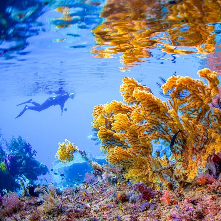 A snorkeler explores vibrant yellow coral and marine life in the clear blue waters of Raja Ampat, with sunlight reflecting on the surface above.