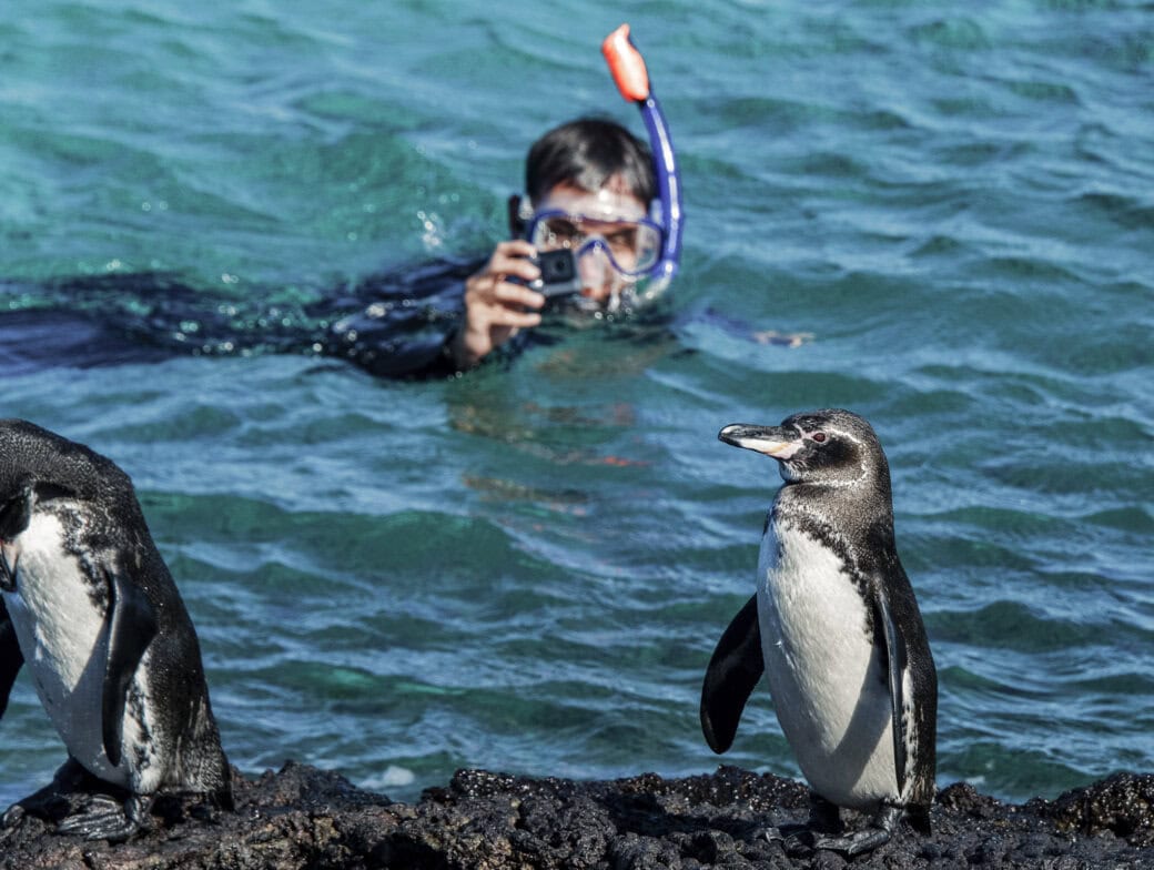 A snorkeler in the water photographs two penguins standing on a rocky shore with blue water in the background, capturing a magical moment that highlights why this is the Best Time to Visit the Galapagos.