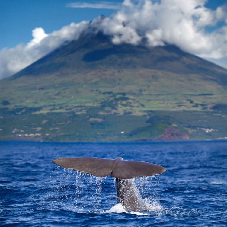 A whale's tail rises above the ocean surface with a green volcanic island and clouds in the background—a breathtaking scene among top Azores things to do.