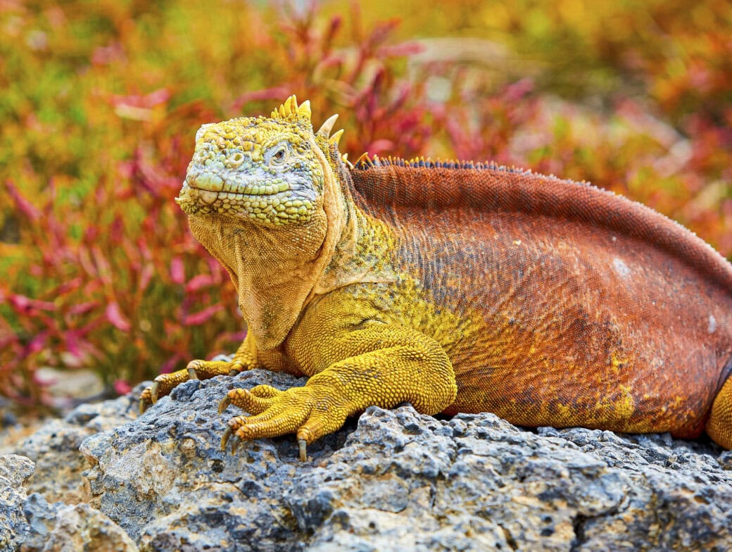 A Galapagos land iguana with yellow and orange coloring rests on a rocky surface with green and red vegetation in the background, highlighting the vibrant wildlife you can witness during the Best Time to Visit the Galapagos.