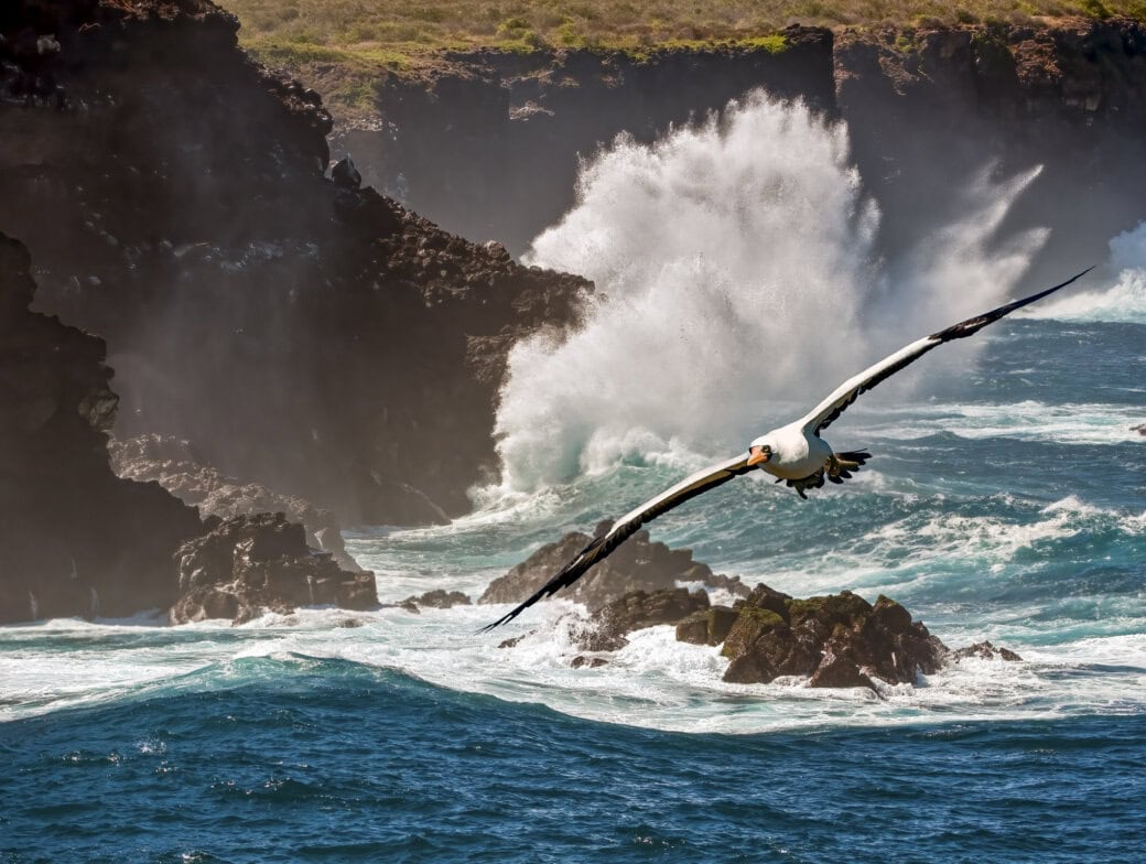 A large seabird flies over rocky ocean waves, white spray crashing against cliffs in the background—a breathtaking scene, especially during the Best Time to Visit the Galapagos.