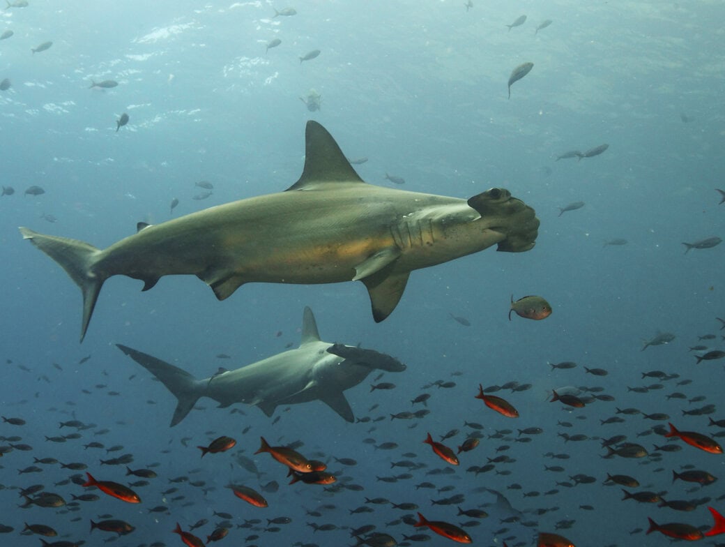 Two hammerhead sharks swim among smaller fish in the clear blue ocean water—a breathtaking sight you might witness during the Best Time to Visit the Galapagos.