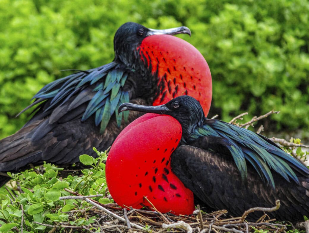 Two male magnificent frigatebirds display large, bright red throat pouches while perched on a leafy nest—a striking scene best witnessed during the Best Time to Visit the Galapagos.