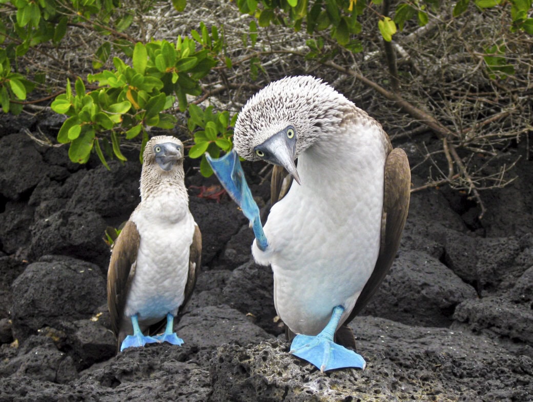 Two blue-footed boobies stand on black volcanic rocks with green shrubs in the background; one bird lifts its blue foot and tilts its head, creating a classic scene that makes visitors wonder about the Best Time to Visit the Galapagos.