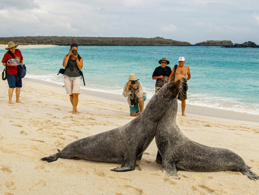 Two large seals face each other on a sandy beach as five people, enjoying their Galápagos vacation, stand nearby taking photos with the ocean and distant islands in the background.