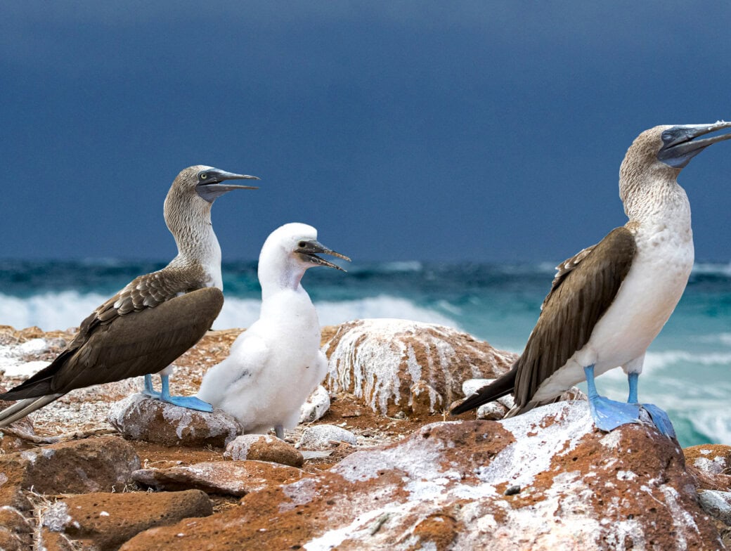 Three blue-footed boobies, two adults and one juvenile, stand on rocky terrain near the ocean under a dark sky—capturing a scene you might witness during the Best Time to Visit the Galapagos.