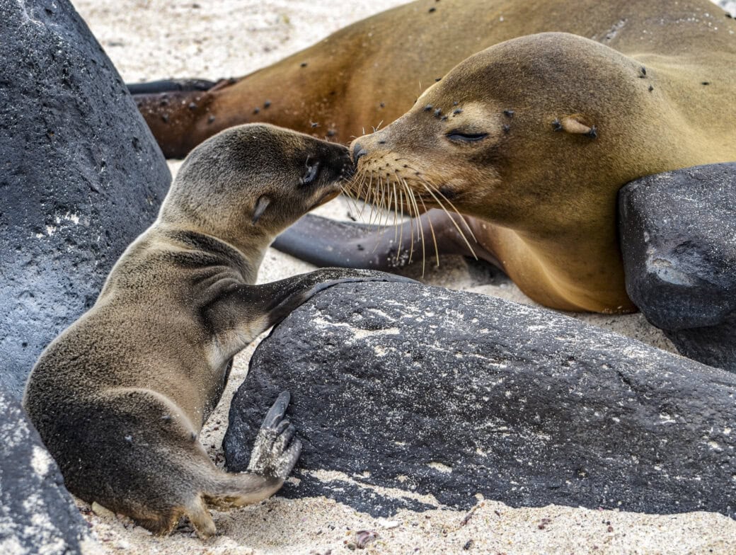 A sea lion pup touches noses with an adult sea lion while lying on sandy ground surrounded by dark rocks—an adorable moment you might witness during your Galápagos vacation.