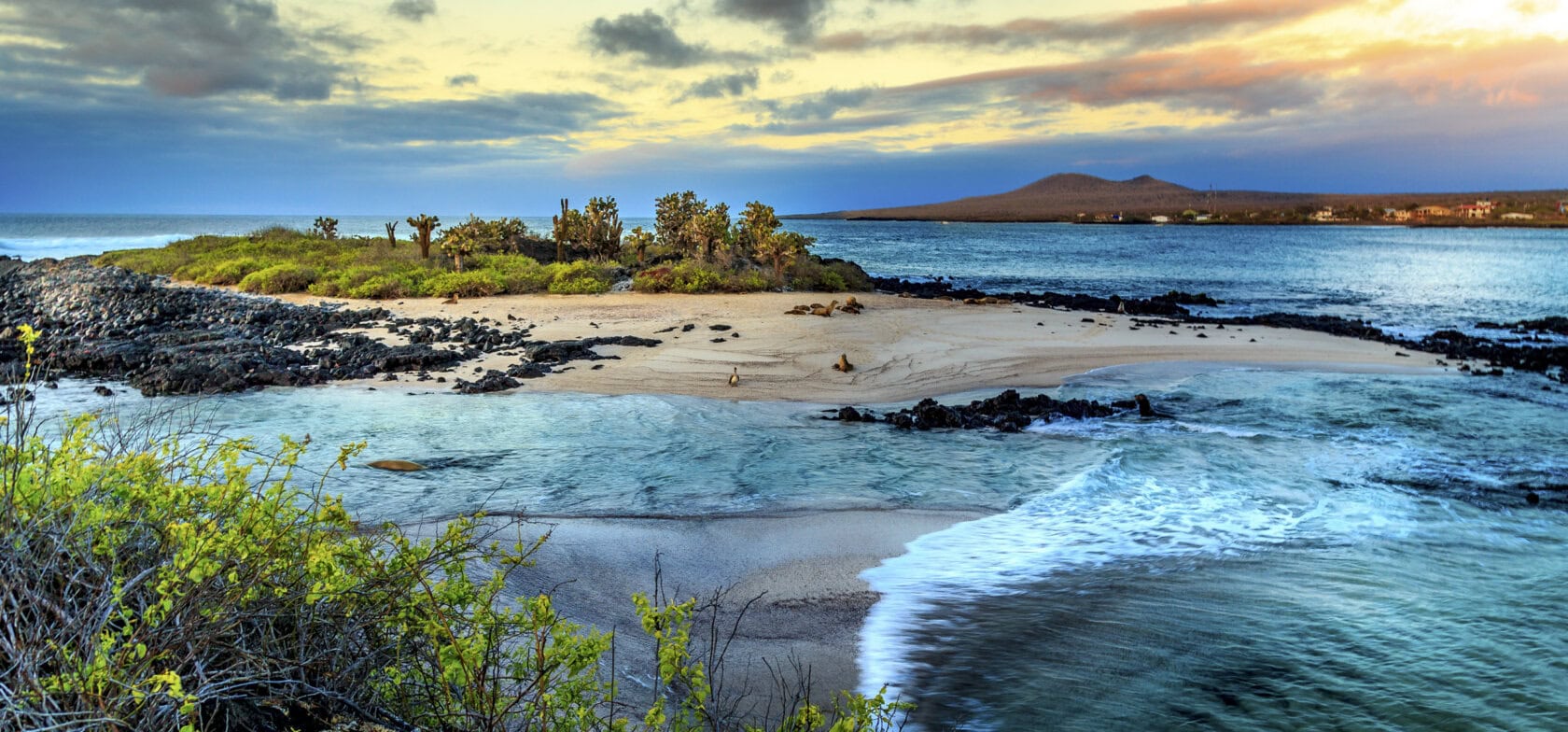 A sandy beach with black volcanic rocks, sparse vegetation, and sea lions, surrounded by blue ocean under a partly cloudy sunset sky—discover the magic and the Best Time to Visit the Galapagos on this breathtaking shoreline.