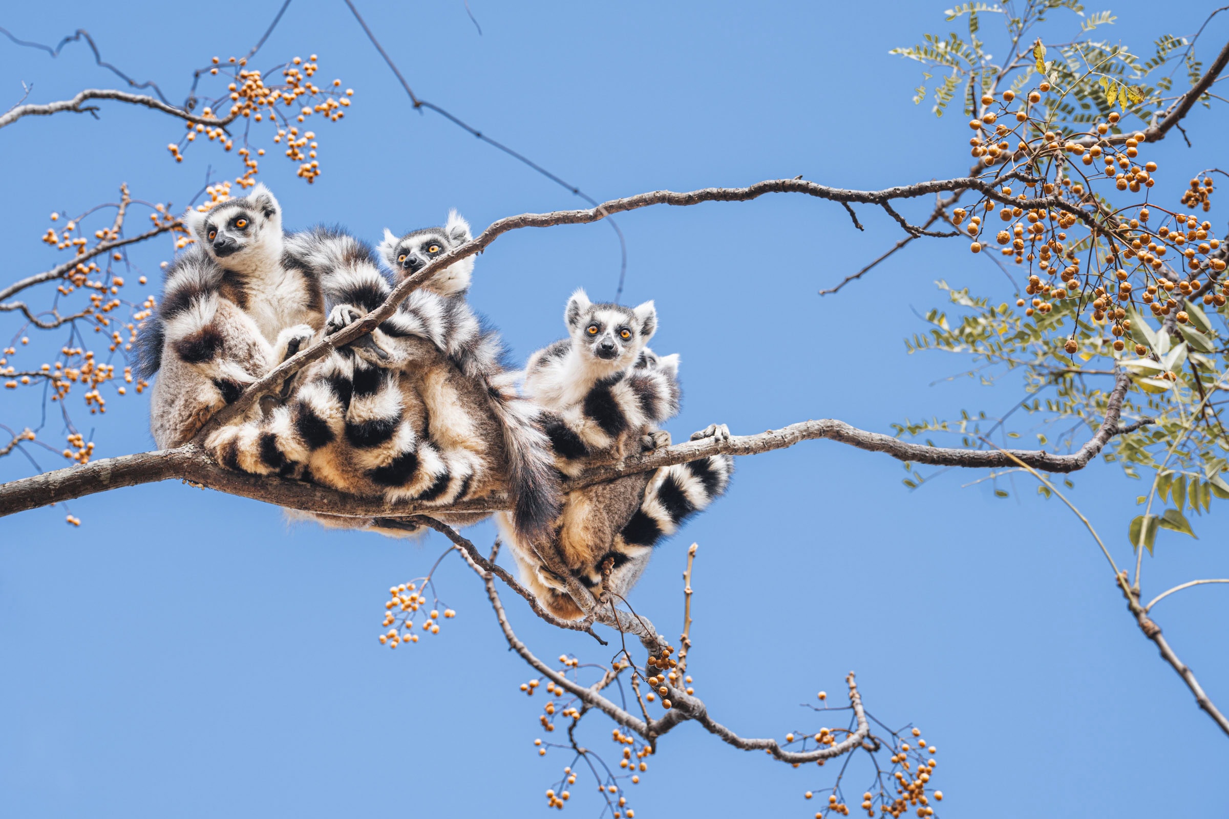 Four ring-tailed lemurs from Madagascar are sitting closely together on a tree branch against a clear blue sky, capturing the beauty you’ll see during the best time to visit.