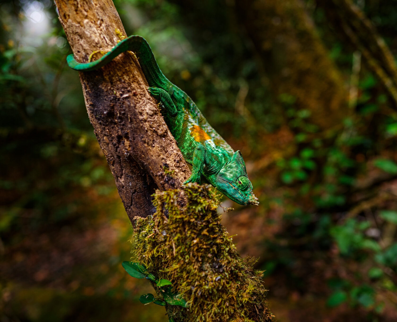 A green chameleon clings to a mossy tree branch in a dense, blurred forest setting—capturing the wild beauty of Madagascar and making you wonder about the best time to visit this enchanting island.