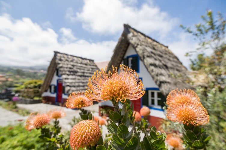 Orange protea flowers in the foreground with two traditional thatched-roof houses in the background under a partly cloudy sky, capturing a scene right out of a Madeira travel guide.