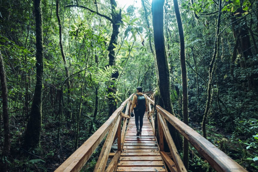 A person with a backpack walks on a wooden boardwalk through a dense, green Madagascar forest, capturing the beauty of nature during the best time to visit.