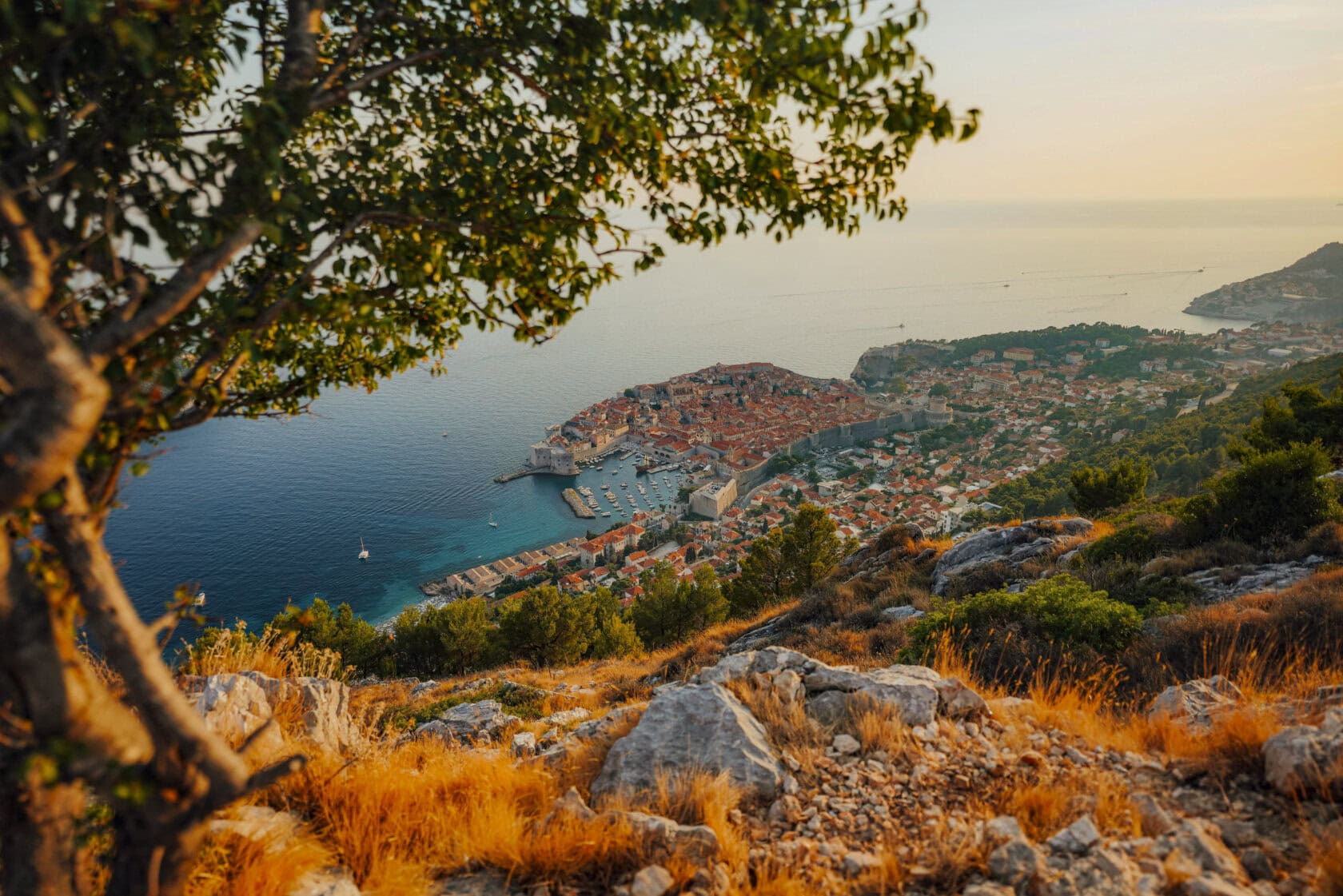 Aerial view of a coastal city in Croatia with orange rooftops, surrounded by blue sea and greenery, seen from a rocky hillside with a tree in the foreground—the best time to visit is during the pleasant spring or fall months.
