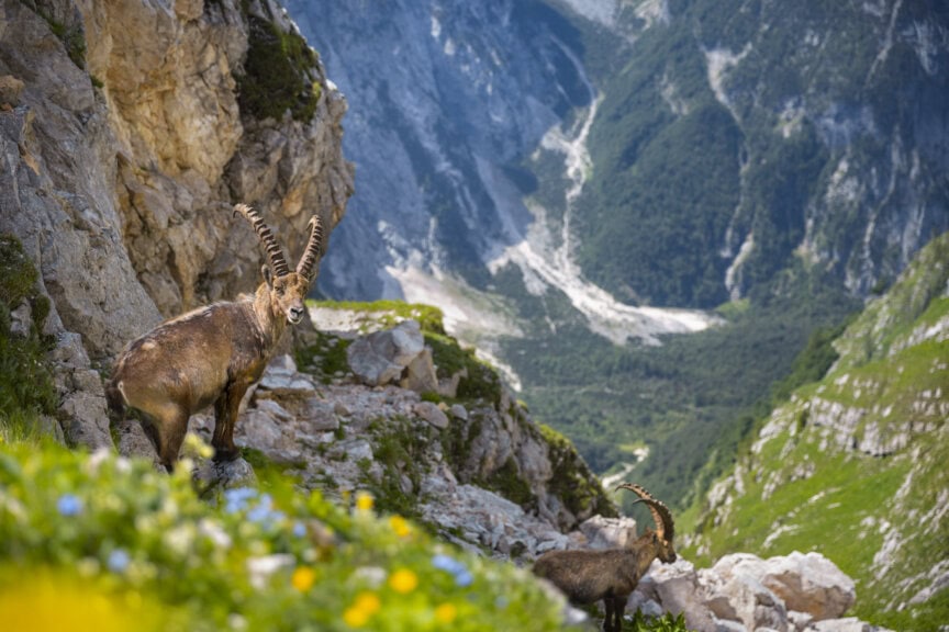 Two Alpine ibex stand on a rocky mountain slope above a steep green valley and distant peaks—a breathtaking scene that captures the beauty of Slovenia, especially during the best time to visit Slovenia for stunning mountain views.