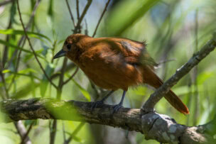 A small reddish-brown bird perches on a tree branch surrounded by green leaves, offering a glimpse of natural daylight beauty—one of the serene things to do when exploring nature in Buenos Aires, Argentina.