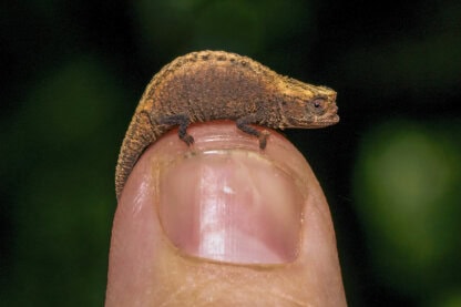 A tiny brown chameleon, one of the fascinating chameleons found among Madagascar wildlife, is perched on the tip of a human finger, with a blurred green background.