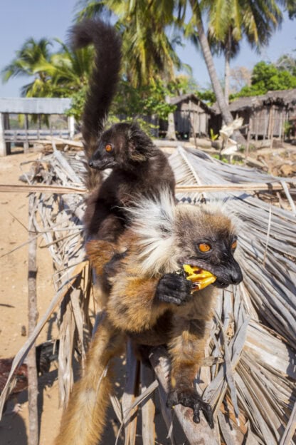 Two lemurs sit on a thatched fence in Madagascar; the front lemur holds a piece of fruit in its paws while the other stands behind it. Palm trees and wooden huts are in the background, capturing the essence of a day tour through this unique travel destination.