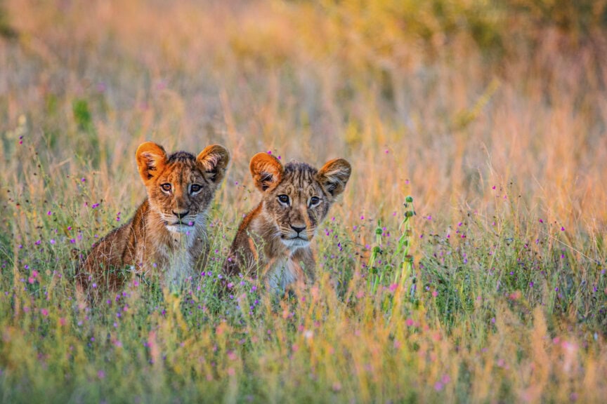 Two lion cubs, symbols of Big Cat majesty, sit close together in tall grass and wildflowers, looking alert in a sunlit field—a perfect moment on Wildlife Journeys through untamed landscapes.
