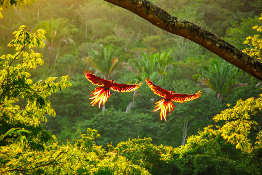 Two red parrots with outstretched wings fly above a lush green rainforest canopy, illuminated by sunlight from behind—an enchanting scene often witnessed in the vibrant reserves and parks of Costa Rica.