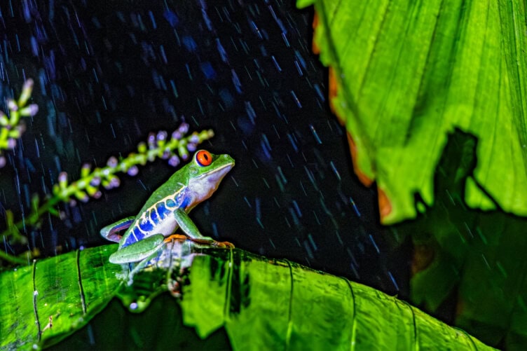 A red-eyed tree frog sits on a large green leaf in the rain at night, with blurred foliage and raindrops visible in the background—a perfect glimpse into the vibrant wildlife you can encounter while exploring Costa Rica.