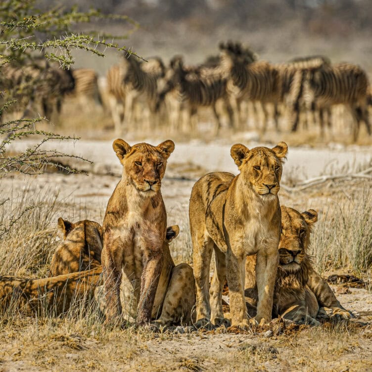 A group of big cats rests and sits in dry grass, with a herd of zebras standing in the background.