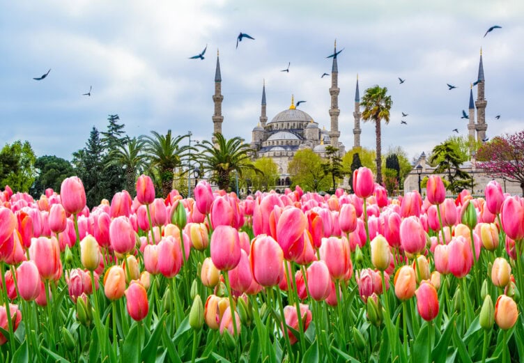 Pink tulips bloom in front of the Blue Mosque in Istanbul, with palm trees and birds flying in the cloudy sky above—capturing the essence of spring, often considered the best time to visit Turkey.