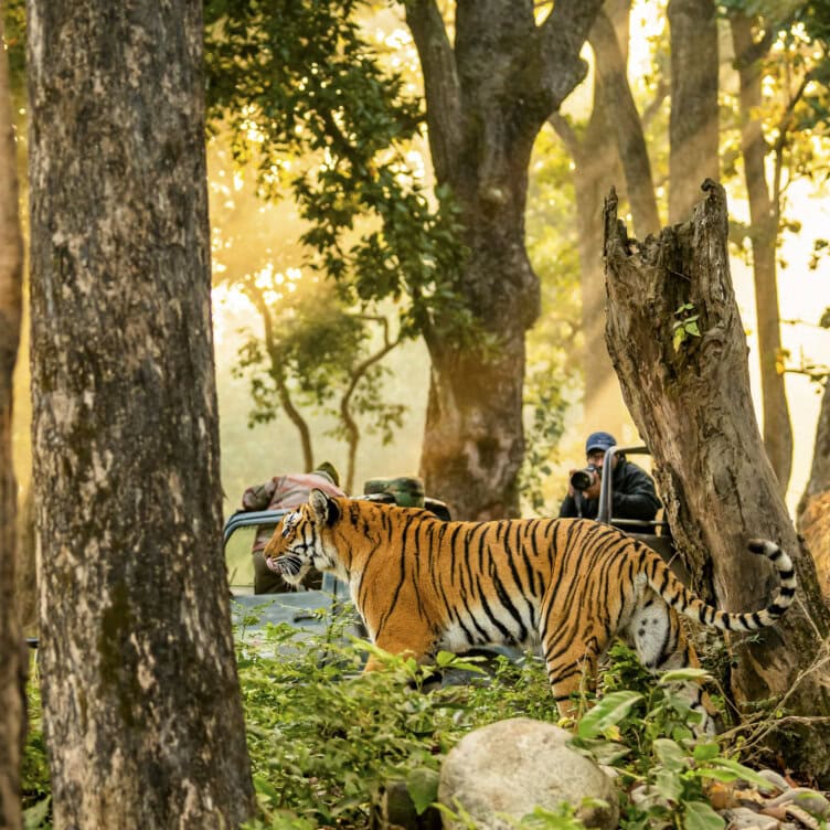 A tiger walks through a forest clearing as photographers in a jeep observe and take pictures in the background, capturing the thrill of wildlife travel on unforgettable big-cat journeys.