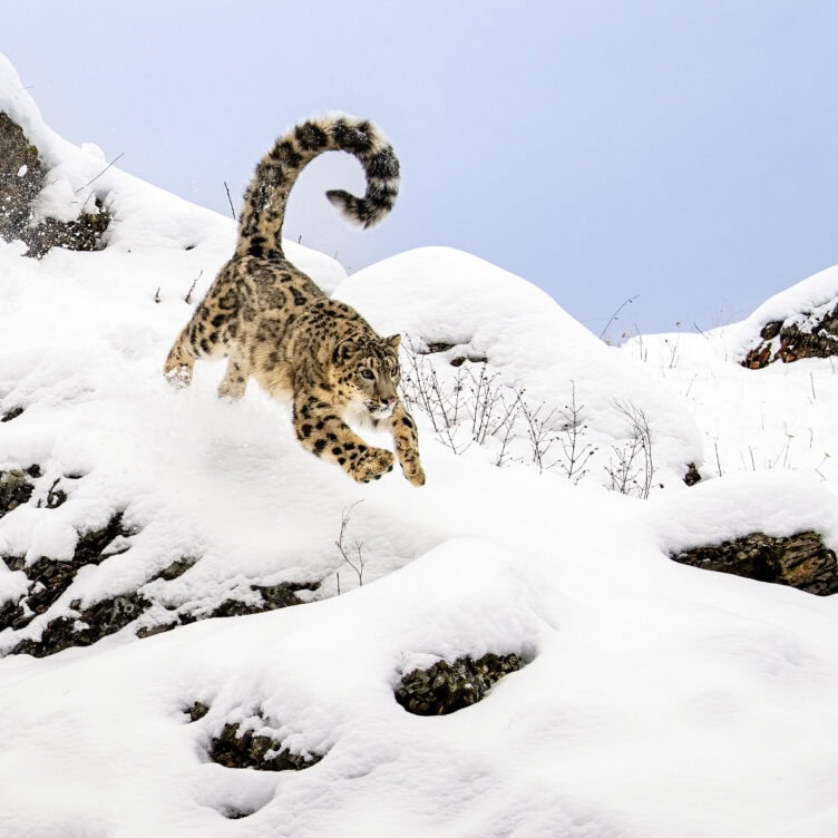 A majestic Big-Cat, the snow leopard, leaps down a snowy slope with rocks and sparse vegetation visible under a clear blue sky—a breathtaking moment from nature’s grand journeys around the world.