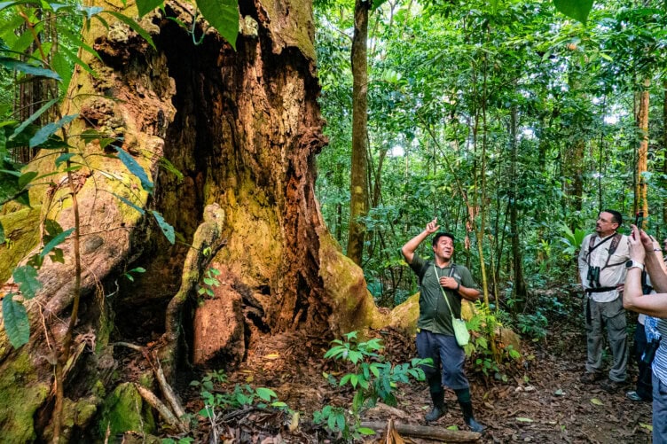 A guide speaks to a group beside a large, hollowed tree trunk in a dense green forest—a perfect snapshot for anyone looking for unforgettable things to do while traveling in Costa Rica, as one person captures the moment with a photo.