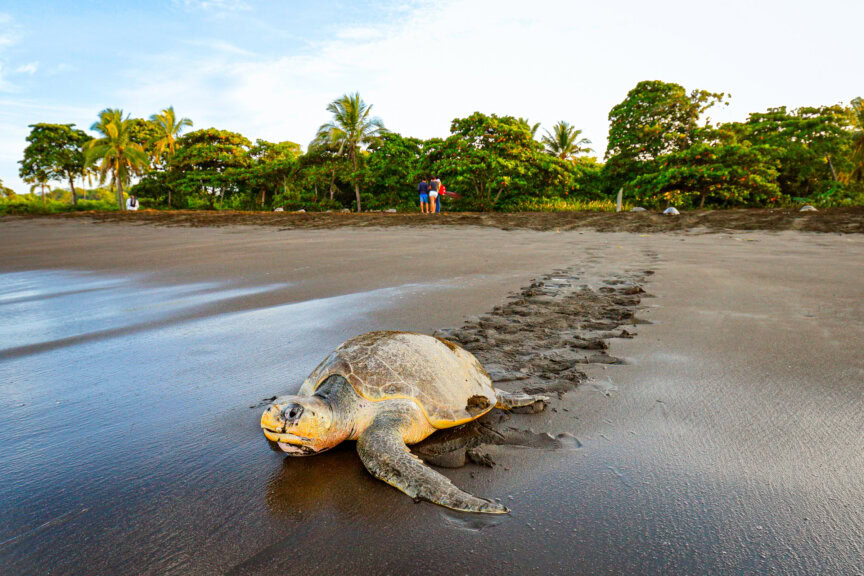 A sea turtle crawls across dark sand, leaving a visible trail behind it, with trees and people in the background under a clear sky—a scene often witnessed in Costa Rica, especially during the best time to visit for turtle nesting season.