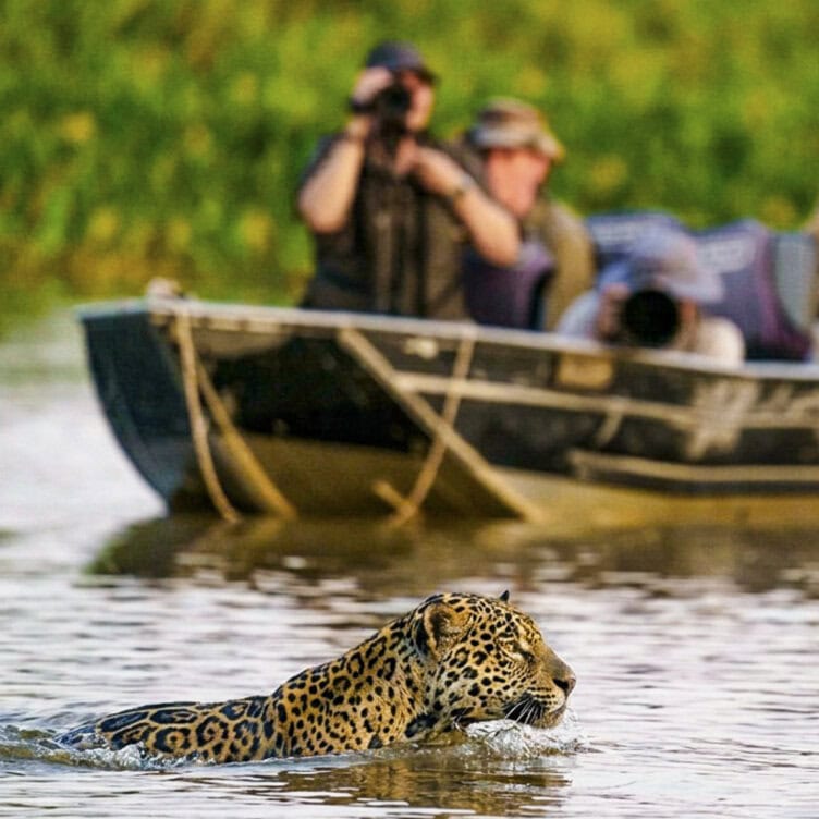 A jaguar, the iconic big-cat, swims in a river while two people on a boat observe and take photos in the background. Lush green vegetation frames the scene—a perfect moment captured during one of the many focused journeys offered by Around the World expeditions.