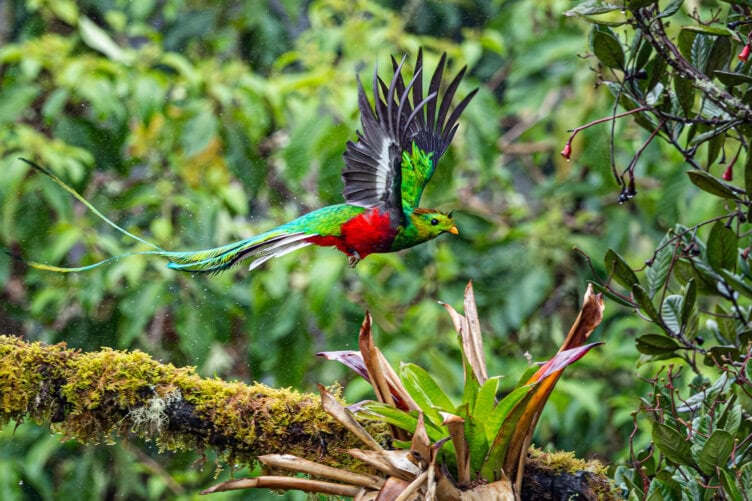 A resplendent quetzal with vibrant green, red, and blue feathers flies from a mossy branch in a dense tropical forest—a breathtaking sight that makes Costa Rica a must-visit destination for travel enthusiasts seeking unforgettable things to do.