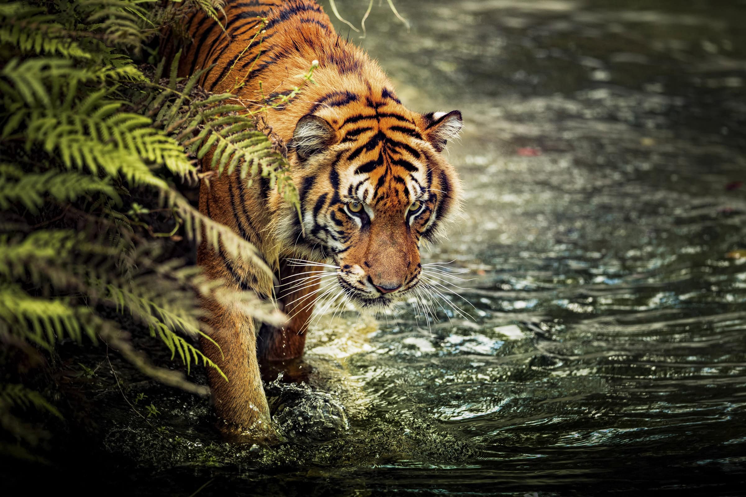 A tiger with orange fur and black stripes steps into a shallow stream, partially hidden by ferns on the left side of the image—a striking moment in this Big-Cat’s focused journey through the wild.