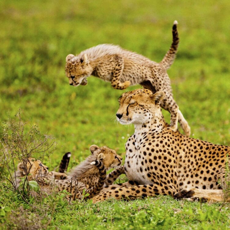 An adult cheetah lies on grass while three cheetah cubs play nearby, one cub jumping over the adult’s back—a spectacular scene for Big-Cat enthusiasts and those seeking Focused Journeys around the world.