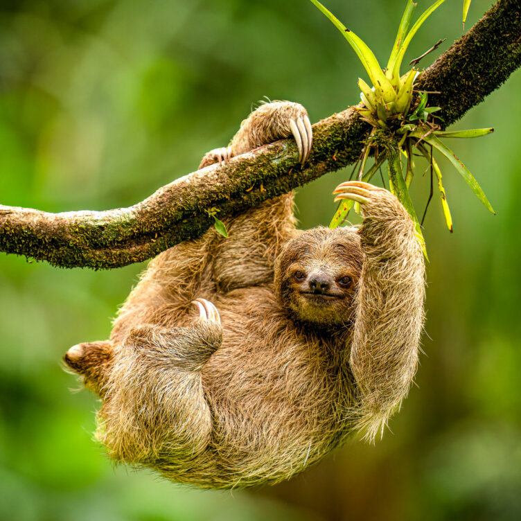 A brown three-toed sloth hangs upside down from a tree branch in a green forest in Costa Rica, gripping the branch with all four limbs.