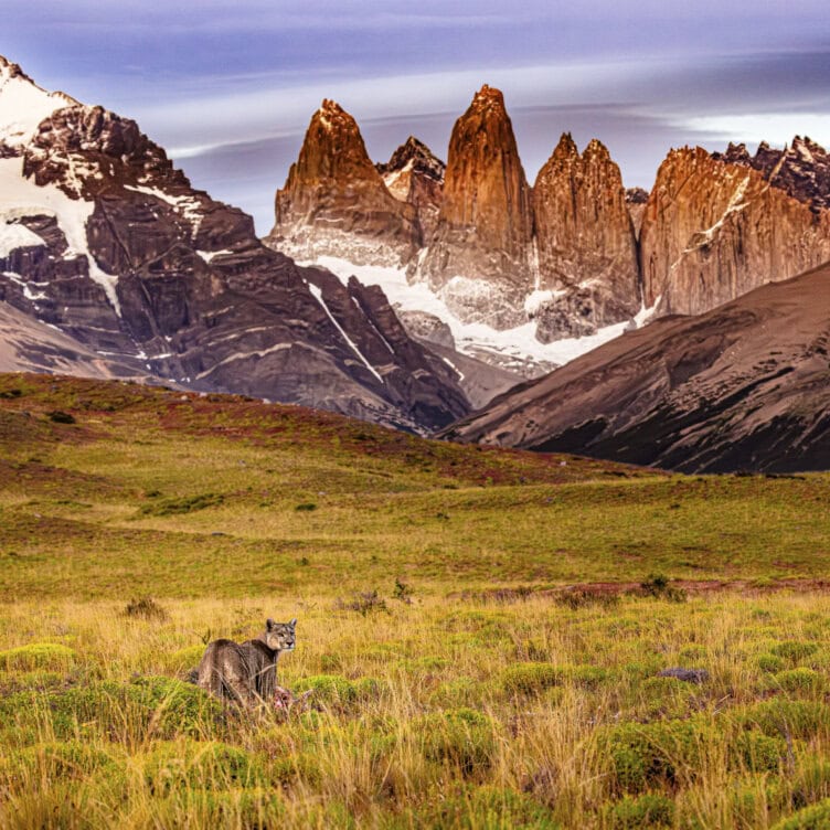 A wild puma, one of the world’s most revered big-cats, stands in grassy terrain with snow-capped mountain peaks and dramatic rocky cliffs in the background under a partly cloudy sky—a striking moment for those who seek focused journeys around the world.