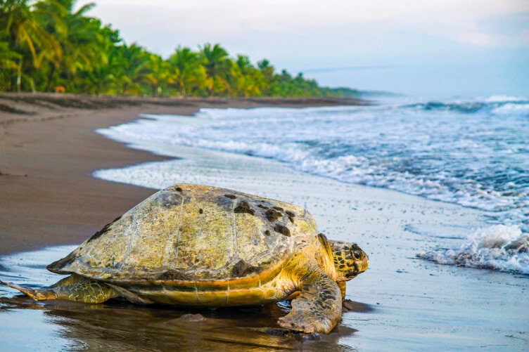 A sea turtle is crawling on wet sand toward the ocean, with palm trees lining the beach under a partly cloudy sky—a classic scene for anyone passionate about travel and searching for unforgettable things to do in Costa Rica.