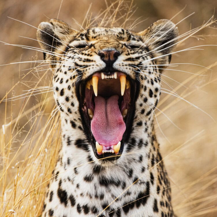 A leopard with its mouth wide open, showing its teeth and tongue, sits among dry grass—a striking moment often encountered on wildlife tours or big cat journeys.